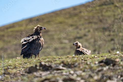 Geier Mönchsgeier Aegypius monachus