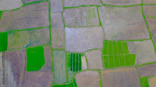 4K Drone Footage of Indian Farmer Ploughing Field with Two White Oxen – Traditional Agriculture - Rare and culturally rich aerial drone footage capturing a rural Indian farmer ploughing his field usin