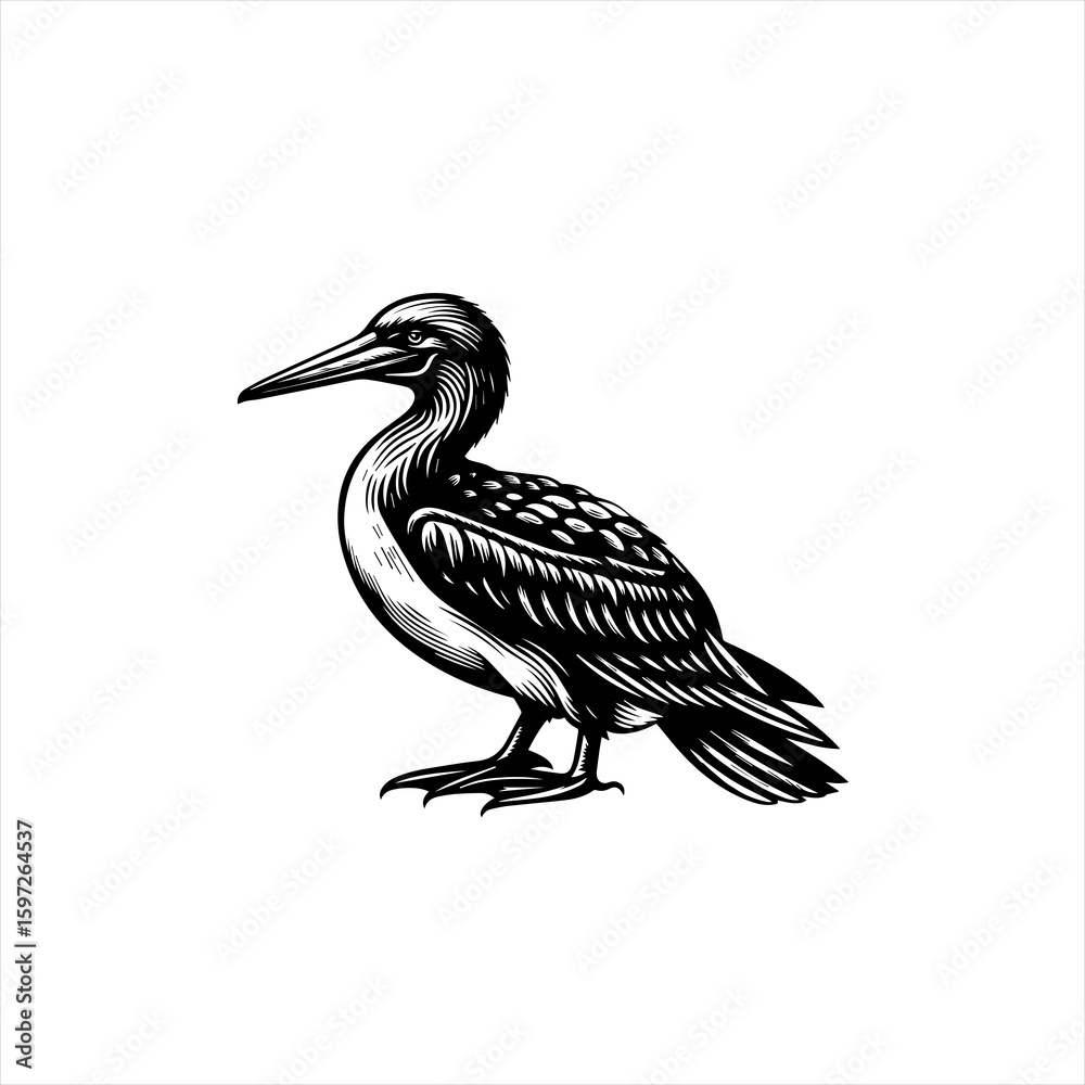 Obraz premium Black and White Illustration of a Cormorant Bird.