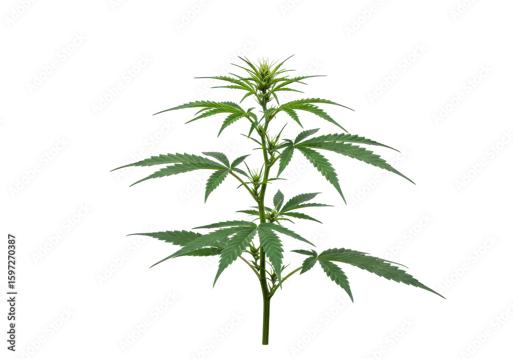 Naklejka premium Lush green cannabis plant growing in a natural setting with soft sunlight illuminating it