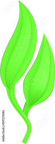 3d render of green plant leaves close up with details on a transparent isolated background