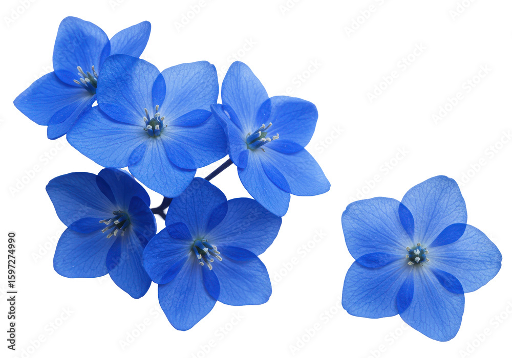 Fototapeta premium A cluster of vibrant blue flowers with reflections on a dark background