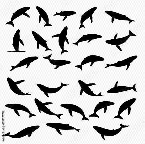A collection of black silhouette illustrations depicting various whale species in different poses, swimming and diving.