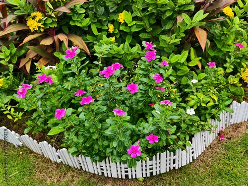 flowers in the garden