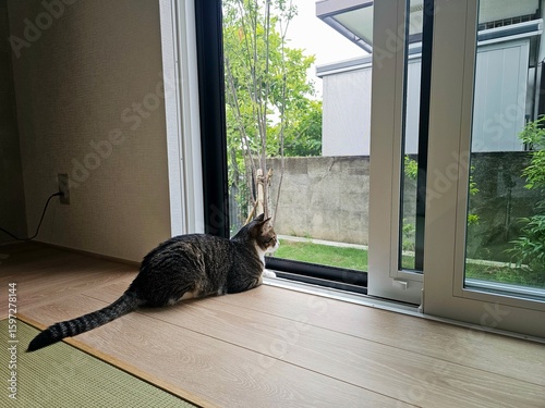 A tabby and white cat lies peacefully by a large screen window, observing the garden outside. This tranquil indoor scene captures its quiet curiosity and connection to the world beyond.