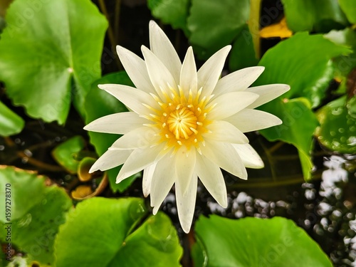 white lotus flower