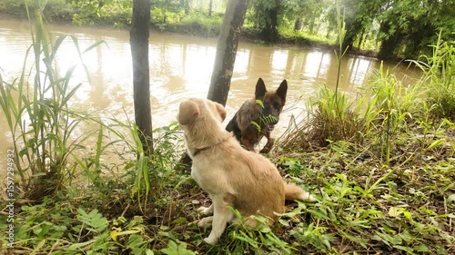 4K footage of a German Shepherd dog swimming in a natural pond while a small gray dog stands at the edge, watching attentively. The candid scene captures companionship, curiosity, and the beauty 