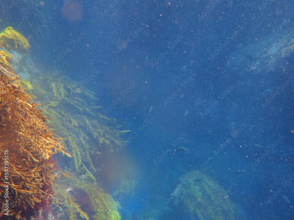 Obraz premium Ocean Life