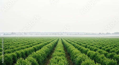 Misty farmland rows of lush plants