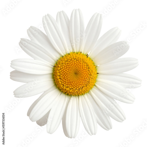 A close-up of a daisy with white petals and a bright yellow center against a transparent background.