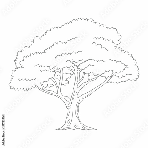Detailed outline drawing of a mature deciduous tree with a thick trunk and full canopy silhouette isolated on white background