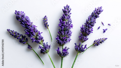 Fresh lavender flowers close up on white background