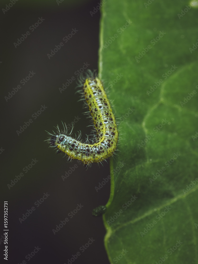 Fototapeta premium A Large White butterfly caterpillar on the edge of a Nasturtium leaf