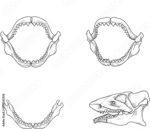 Shark jaw anatomy vector illustration set, upper and lower jaw sketches, side view concept, carnivorous teeth detail, realistic skeletal structure