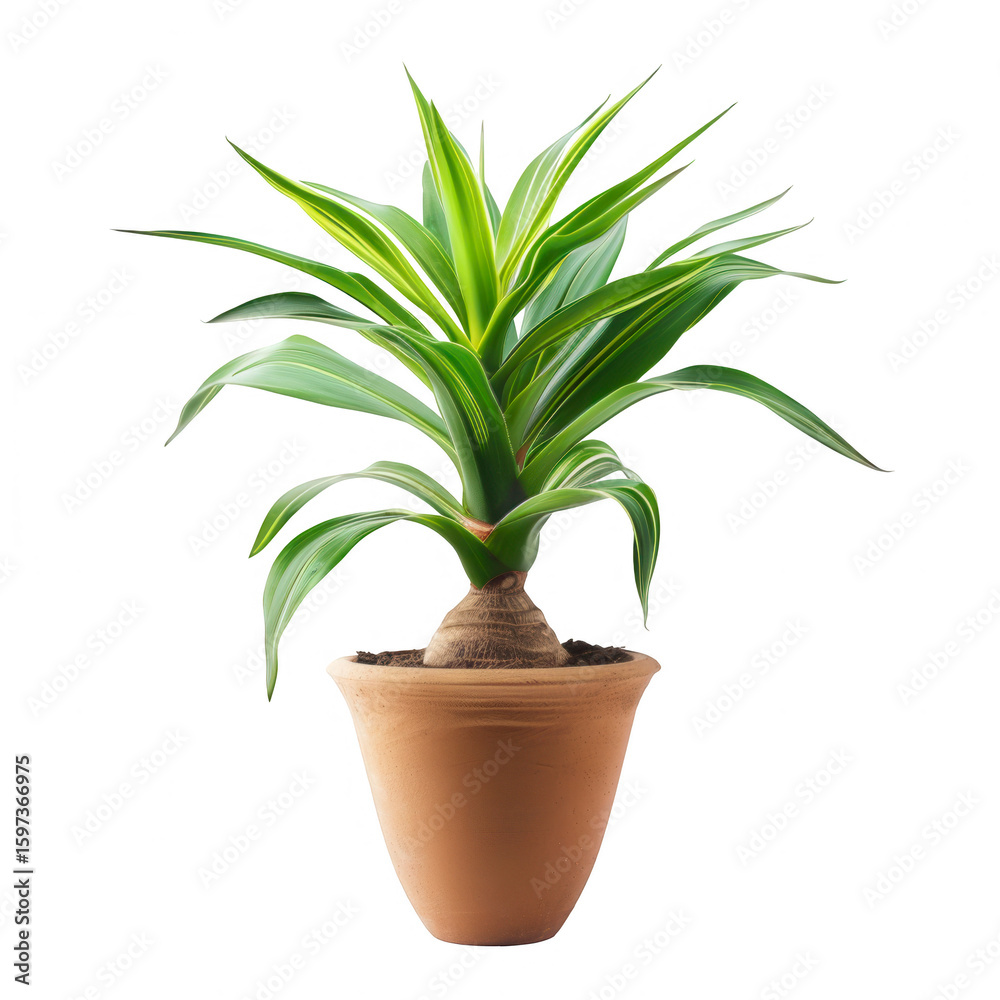 Fototapeta premium Potted, vibrant green plant with light stripes