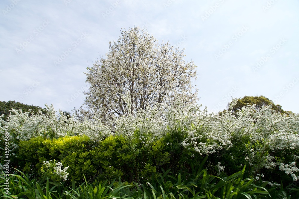 Obraz premium Landscape of white flowers in spring