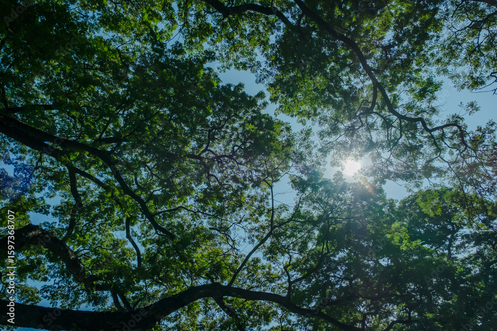 Obraz premium photograph of many green leaf and branches of a big tree shot from ground with blue sky and sun shine behind