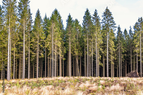 Clearcutting by a spruce forest