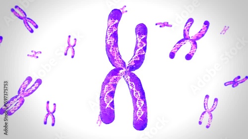 3d rendering purple transparent chromosome x contain dna strand inside 4k footage