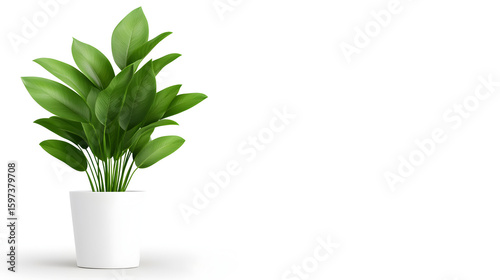 Modern indoor plant isolate on transparency