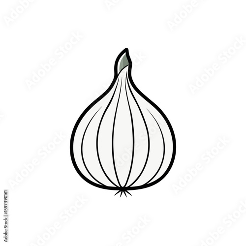 hand drawn garlic bulb with clove segments  
