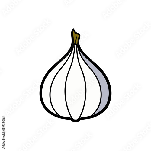 hand drawn garlic bulb in cross section 