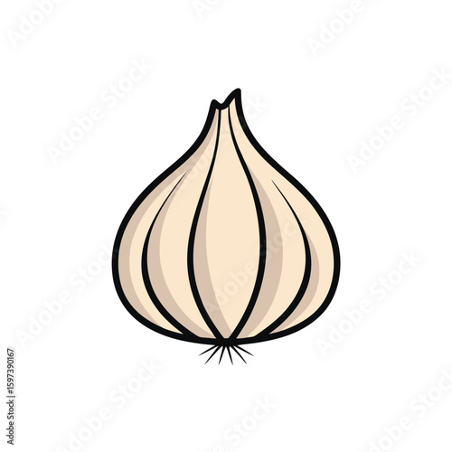 hand drawn garlic bulb with clove segments  