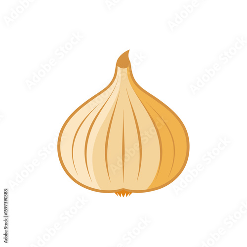 hand drawn realistic garlic bulb with individual 