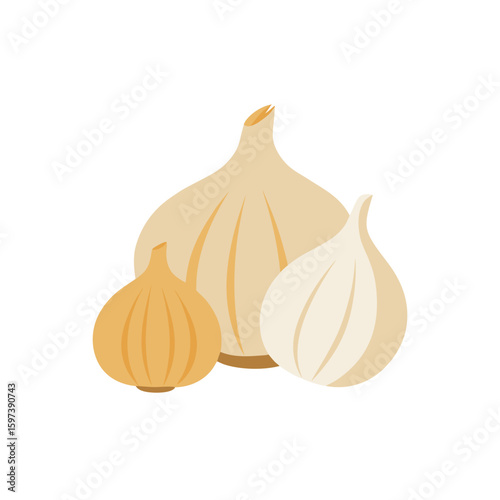 set of detailed garlic bulbs and cloves  organic 