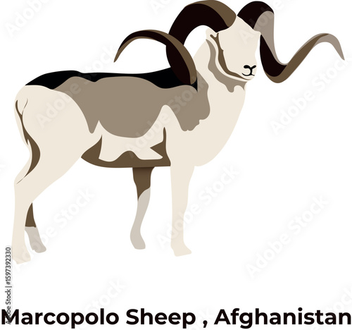 Marco Polo Sheep Illustration Vector, Argali wild animal from Afghanistan