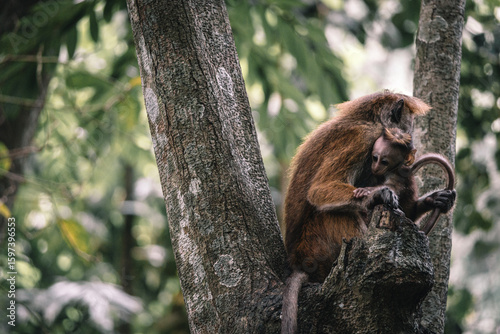 A mother monkey gently embraces her baby while perched on a tree in a lush forest. This touching wildlife moment highlights the deep bond and affection shared between parent and child in nature.