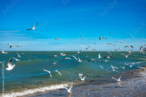 Seagulls in Flight Over Caspian Sea Beach in Makhachkala