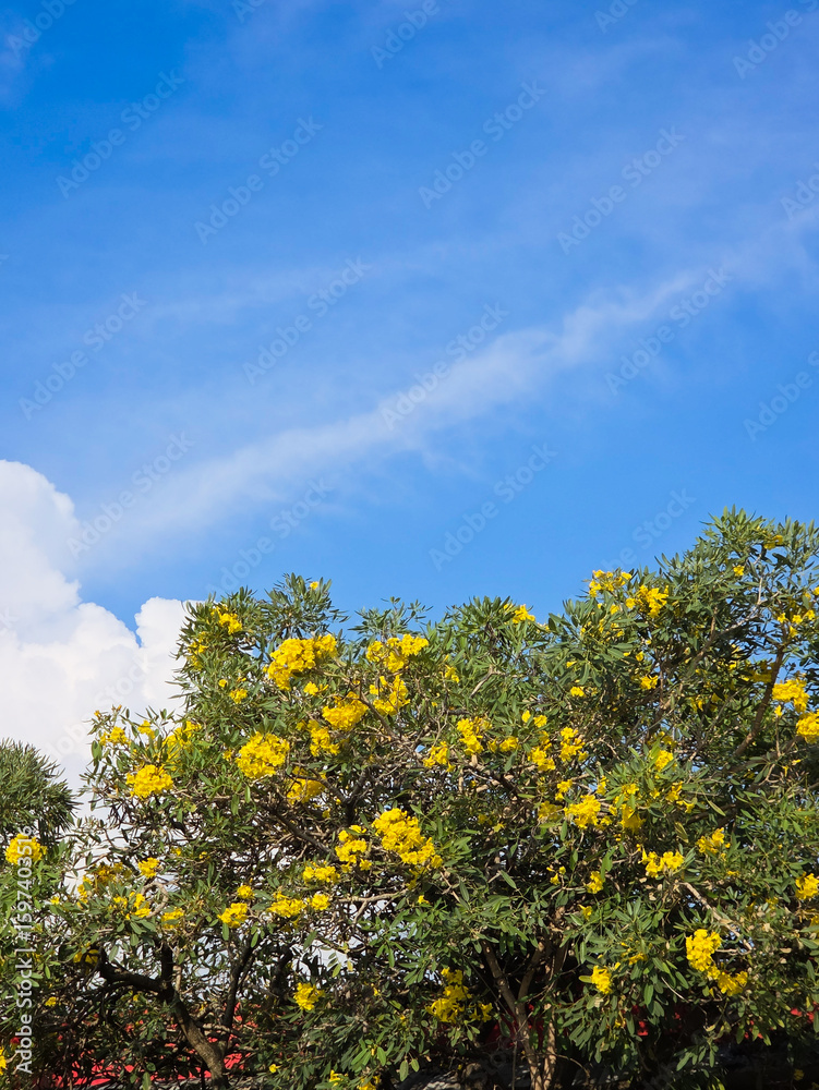 Fototapeta premium Bright yellow flowering Trumpet tree (tabebuia) blooming under vibrant blue sky with scattered white clouds in a sunny