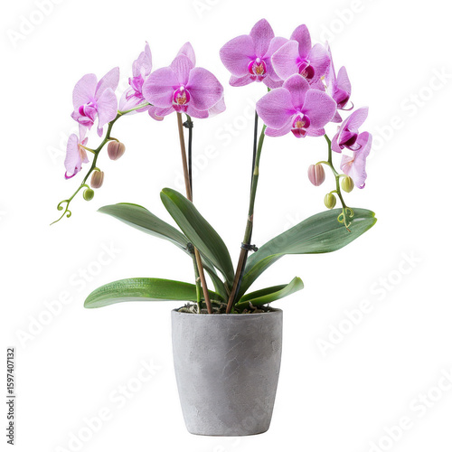 Pink orchid plant in pot