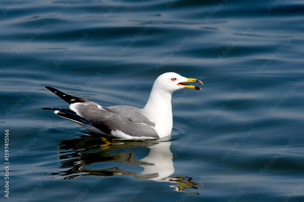 Fototapeta premium A scene from the Larus crassirostris series