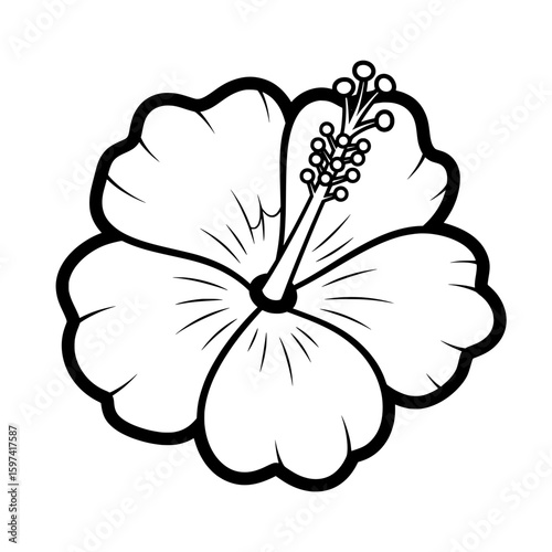 Hibiscus flower with prominent petals and stamen for decorative use