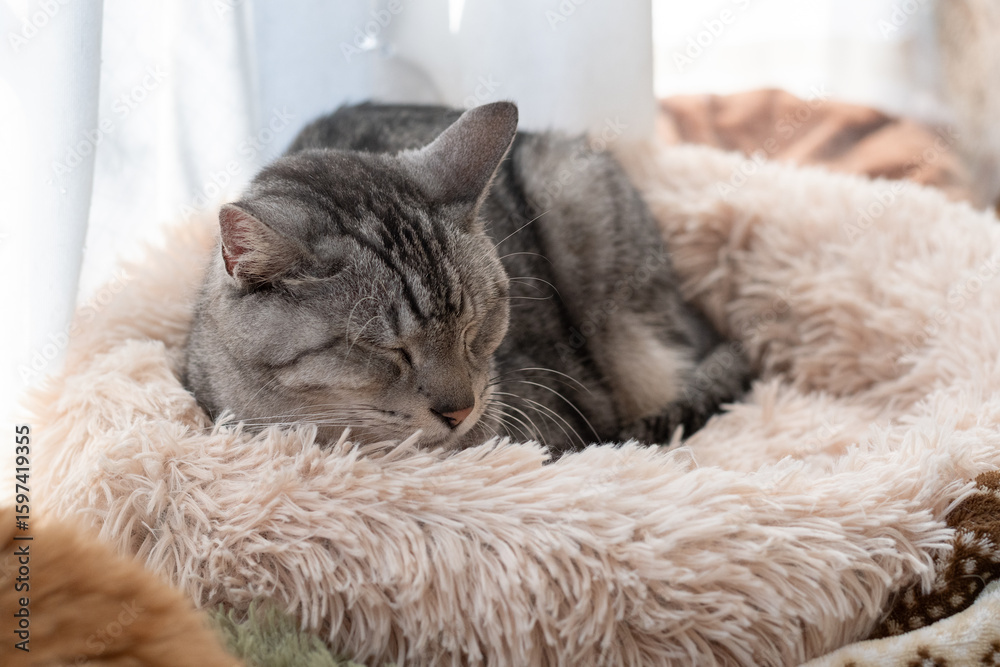 Obraz premium 窓辺で眠る可愛い猫 サバトラ猫