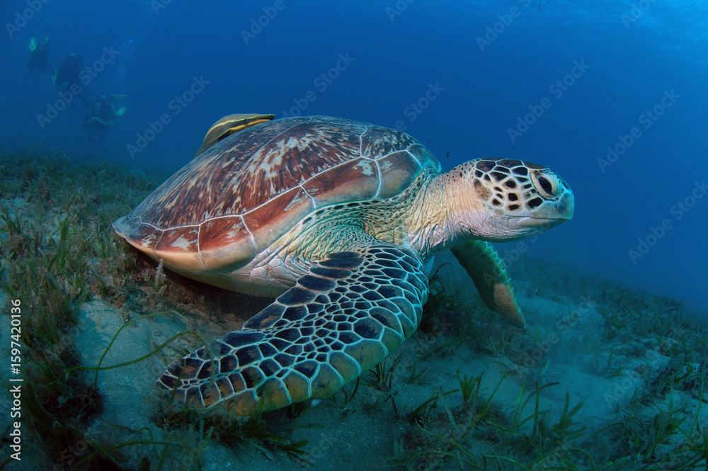 Fototapeta premium sea turtle swimming in the sea