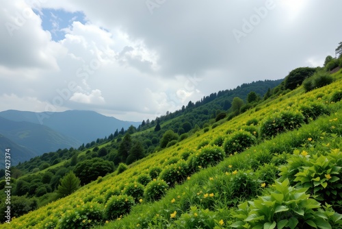 lush green hill slope showing impact of consistent rainfall due to orographic lift of moist air