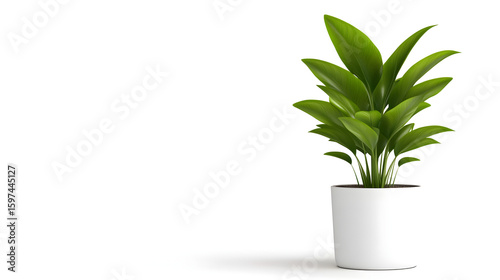 Modern indoor plant isolate on transparency