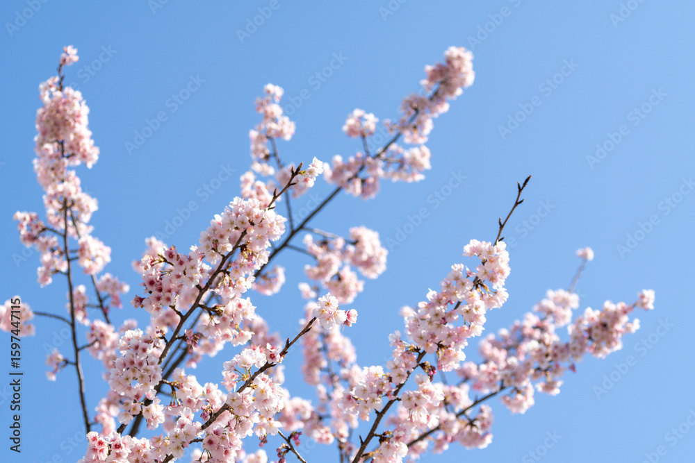 Pink cherry blossom(Cherry blossom, Japanese flowering cherry) on the Sakura tree. Sakura flowers are representative of Japanese flowers. The main part of the winter pass. I love everyone. Pink cherry blossom(Cherry blossom, Japanese flowering cherry) on the Sakura tree. Sakura flowers are representative of Japanese flowers. The main part of the winter pass. I love everyone.