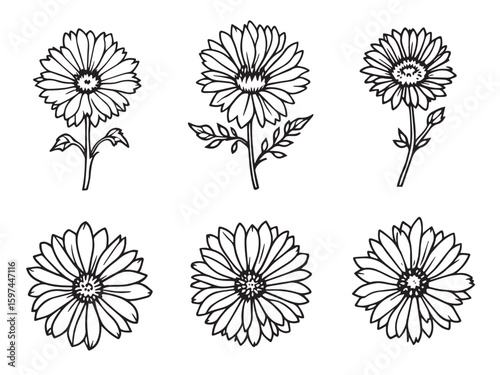 aster hand drawn flower art