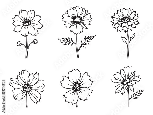 bachelor button floral outline