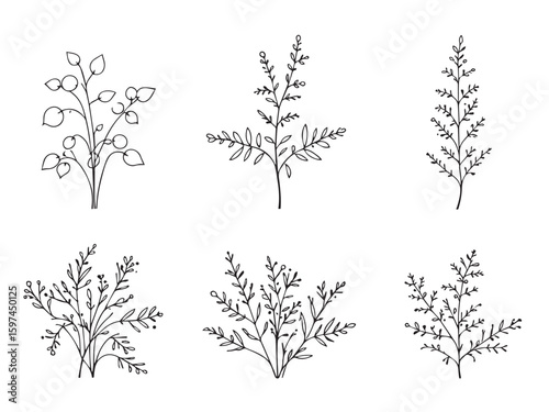 balsam botanical outline illustration