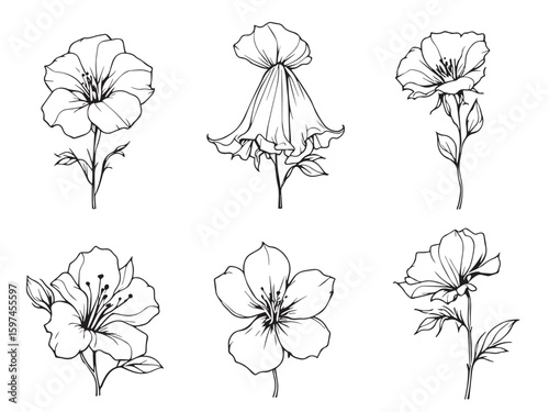 bellflower outline vector drawing