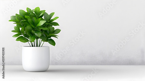 Modern indoor plant isolate on transparency
