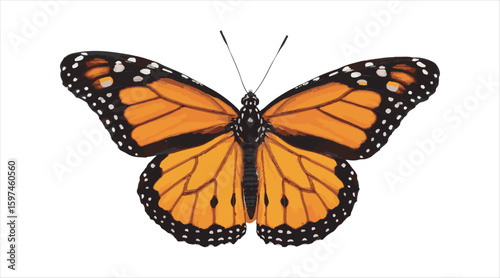 Monarch butterfly in color, set against a white background