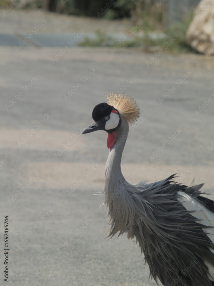 Fototapeta premium Regal Plumage