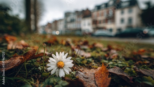 Fototapeta Naklejka Na Ścianę i Meble -  Single white daisy amidst fallen autumn leaves on grassy ground, blurred city buildings in background