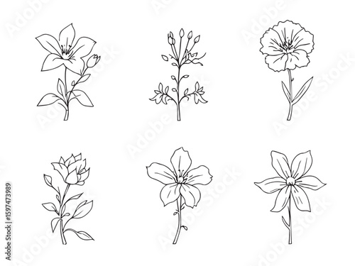 campanula flower line art illustration